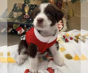 Australian Kelpie-Unknown Mix Dogs for adoption in San Diego, CA, USA