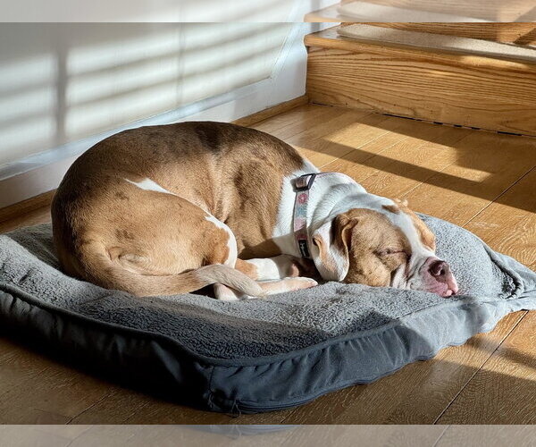 Medium Photo #9 Mutt Puppy For Sale in Rockville, MD, USA