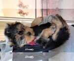 Small Photo #7 Yorkshire Terrier Puppy For Sale in HIALEAH, FL, USA