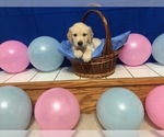 Small Photo #11 Golden Retriever Puppy For Sale in WEBSTER CITY, IA, USA
