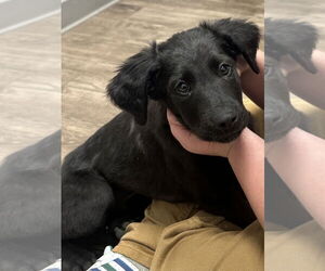 Labrador Retriever-Unknown Mix Dogs for adoption in LAKE ST LOUIS, MO, USA