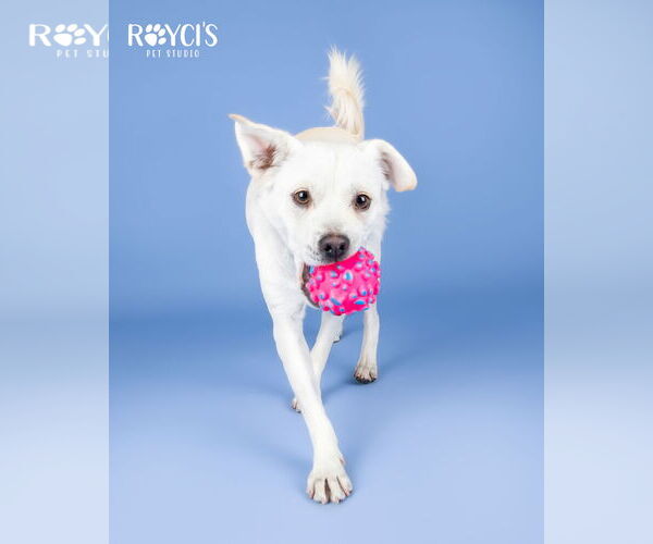 Medium Photo #4 Mutt Puppy For Sale in Sandy, UT, USA