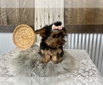 Molly - Female Yorkshire Terrier Puppy for Sale - Photo #7