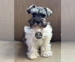 Small #4 Schnauzer (Miniature)