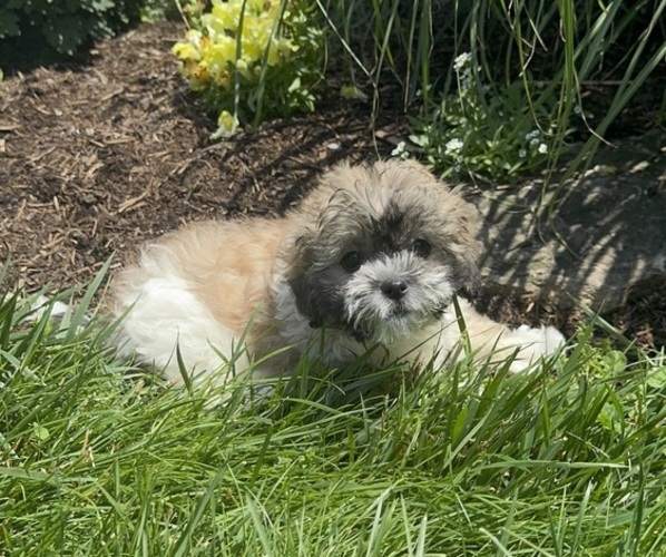 Medium Photo #5 Zuchon Puppy For Sale in CANOGA, NY, USA