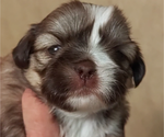 Puppy Annie Shih Tzu