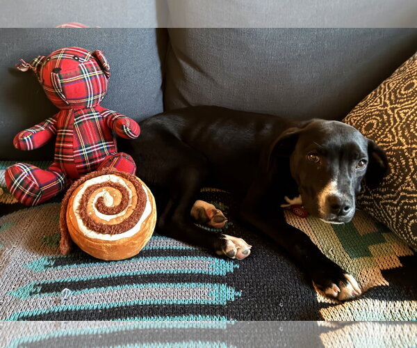 Medium Photo #3 Boston Huahua Puppy For Sale in Wakefield, RI, USA