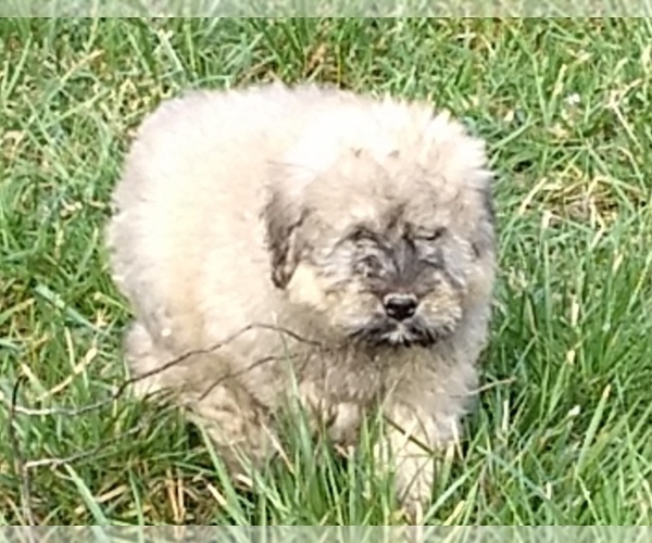 Medium Photo #1 Bouvier Des Flandres Puppy For Sale in AMBOY, WA, USA