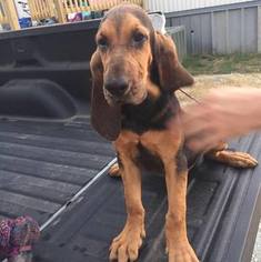Bloodhound Puppy for sale in SASAKWA, OK, USA