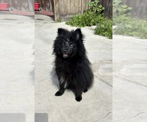 Pomeranian Dogs for adoption in San Diego, CA, USA