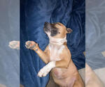Small #8 Boxer-Staffordshire Bull Terrier Mix