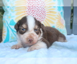 Puppy Polly Australian Shepherd