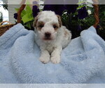 Puppy 3 ShihPoo