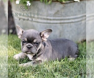 French Bulldog Puppy for sale in RONKS, PA, USA