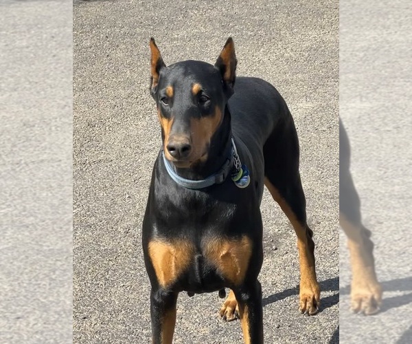Medium Photo #1 Doberman Pinscher Puppy For Sale in AUSTINVILLE, VA, USA