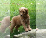 Small #3 Goldendoodle (Miniature)