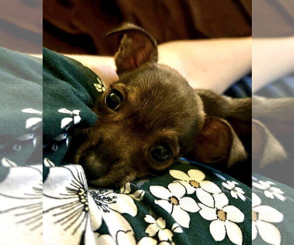Medium Photo #2 Chihuahua-Unknown Mix Puppy For Sale in Grafton, WI, USA