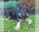 Puppy Brown German Shepherd Dog
