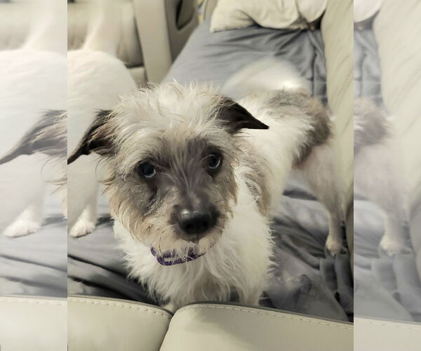 Medium Photo #3 Toxirn Puppy For Sale in Princeton, MN, USA