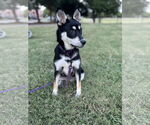 Small #8 Huskies  Mix