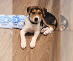 Small #2 Beagle Mix