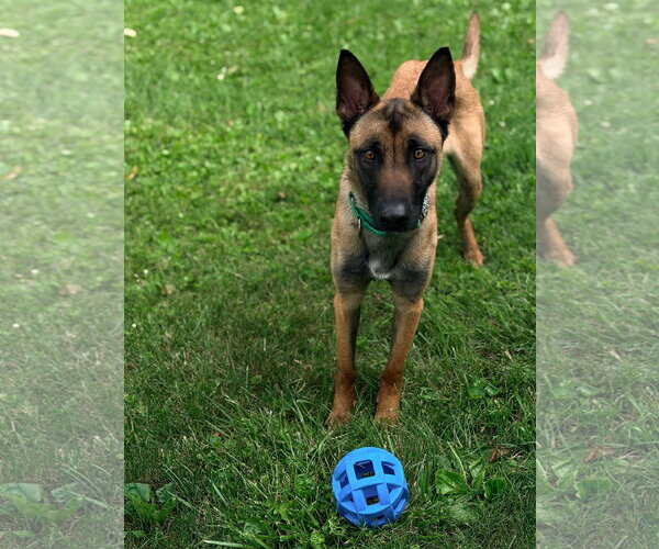 Medium Photo #12 Mutt Puppy For Sale in Stevens Point, WI, USA