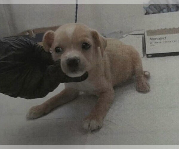 Medium Photo #3 Chihuahua-Unknown Mix Puppy For Sale in The Woodlands, TX, USA