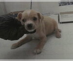 Small #2 Chihuahua Mix