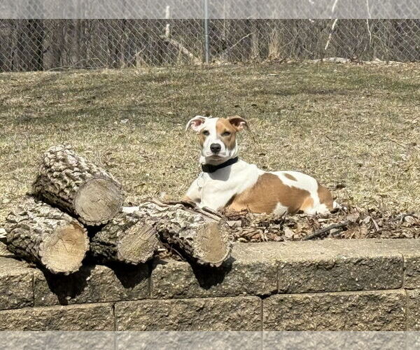 Medium Photo #15 Mutt Puppy For Sale in St. Louis Park, MN, USA