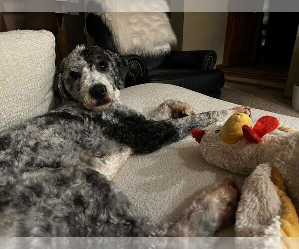 Medium Photo #8 Golden Retriever-Unknown Mix Puppy For Sale in St. Louis Park, MN, USA