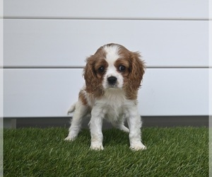 Cavalier King Charles Spaniel Puppy for sale in BALTIC, OH, USA