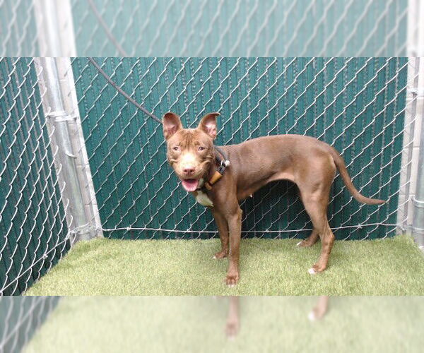 Medium Photo #1 Mutt Puppy For Sale in Downey, CA, USA