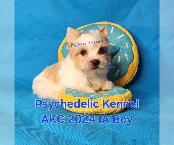 Medium Photo #1 Yorkshire Terrier Puppy For Sale in DECATUR, GA, USA