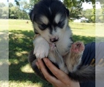 Small Photo #2 Siberian Husky Puppy For Sale in OLIVE BRANCH, MS, USA