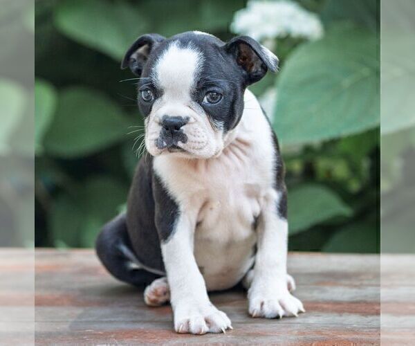 Medium Photo #5 Boston Terrier Puppy For Sale in MANHEIM, PA, USA