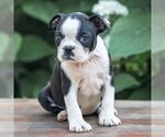 Small #4 Boston Terrier