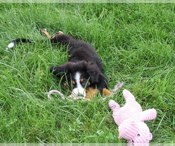 Medium Photo #5 Bernese Mountain Dog Puppy For Sale in SYRACUSE, IN, USA
