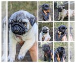 Image preview for Ad Listing. Nickname: Litter of 7