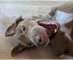 Small Photo #5 Goldmaraner Puppy For Sale in Fort Worth, TX, USA