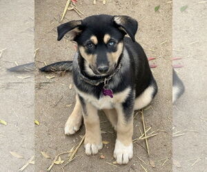 Gerberian Shepsky Dogs for adoption in Corona, CA, USA