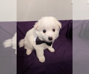Miniature American Eskimo Puppy for sale in HEMET, CA, USA