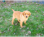 Small #12 Labrador Retriever