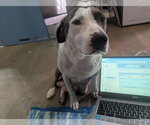 Small Photo #4  Puppy For Sale in , 