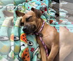 Small #2 Chiweenie