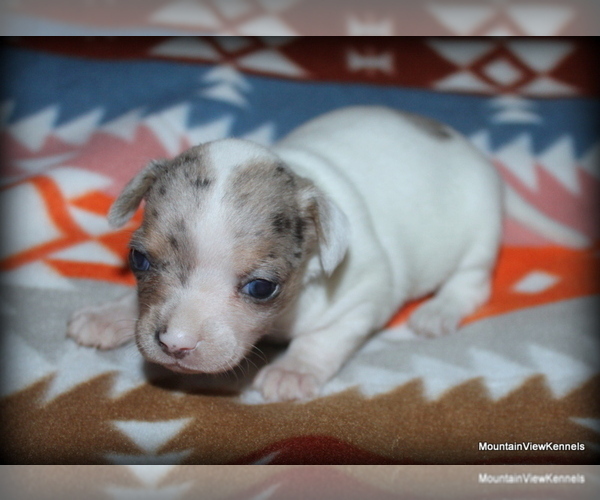 Medium Photo #1 Chihuahua Puppy For Sale in WISTER, OK, USA