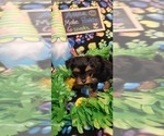 Small Photo #99 Yorkshire Terrier Puppy For Sale in AKRON, OH, USA