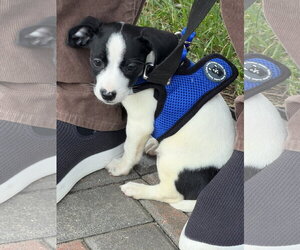 Drake - Male Mutt Dog for Adoption - Photo #3