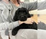 Small Photo #1 Goldendoodle Puppy For Sale in NEWBURGH, IN, USA
