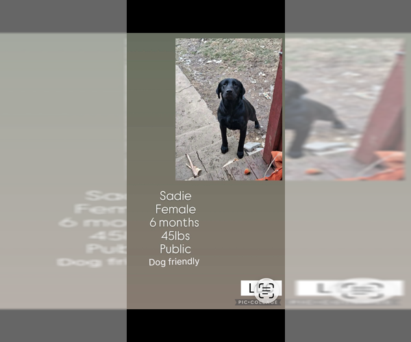 Medium Photo #1 Mutt Puppy For Sale in Plainfield, IL, USA