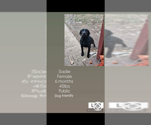 Mutt Dogs for adoption in Plainfield, IL, USA